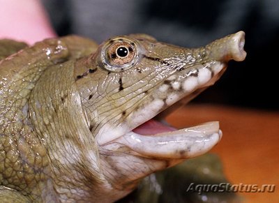 Черепаха  Хунаньский Трионикс , или Хунаньская мягкотелая ( Pelodiscus axenaria )