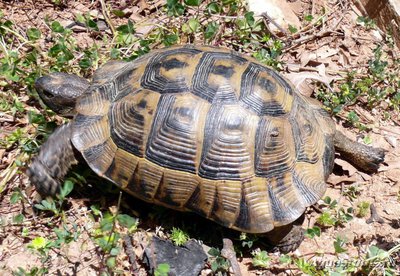Фото Черепаха Балканская Testubo hermanni  (photo#108633)
