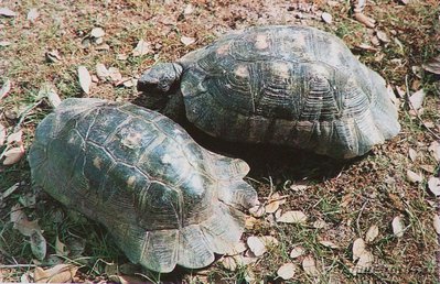 Фото Черепаха Окаймленная сухопутная , или зубчатая Testudo marginata  (photo#108678)