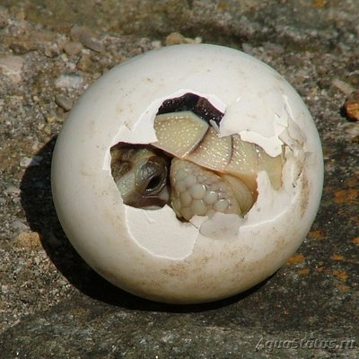 Фото Черепаха Окаймленная сухопутная , или зубчатая Testudo marginata  (photo#108679)