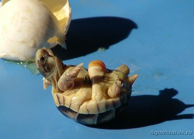 Фото Черепаха Окаймленная сухопутная , или зубчатая Testudo marginata  (photo#108680)