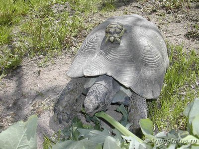 Фото Черепаха Окаймленная сухопутная , или зубчатая Testudo marginata  (photo#108681)