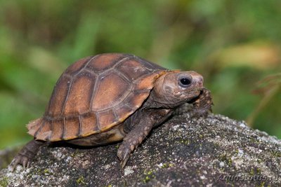 Фото Черепаха Индийская Indotestudo travancorica  (photo#108687)