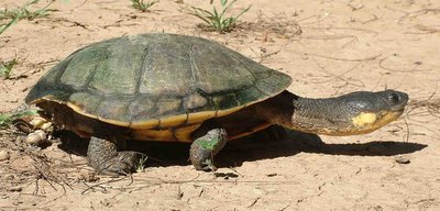 Фото Черепаха Пантанальская большеголовая , плоская Acanthochelys macrocephala  (photo#108700)