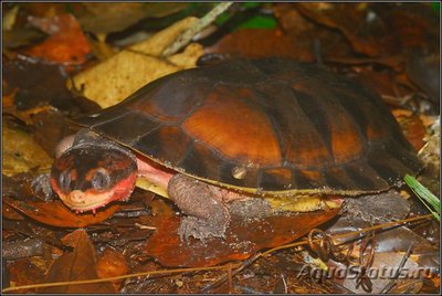 Фото Черепаха Бокошейная красная Rhinemys rufipes  (photo#108728)