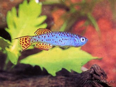 Фото Фундулосома Тьерри Fundulosoma thierryi  (photo#108837)