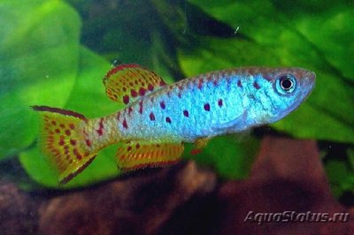 Фото Фундулосома Тьерри Fundulosoma thierryi  (photo#108838)