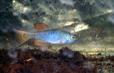 Фото Фундулосома Тьерри Fundulosoma thierryi  (photo#108839)