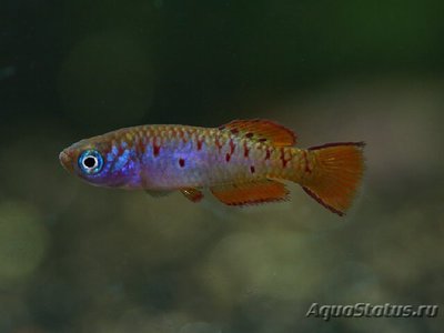 Фото Фундулосома Тьерри Fundulosoma thierryi  (photo#108840)