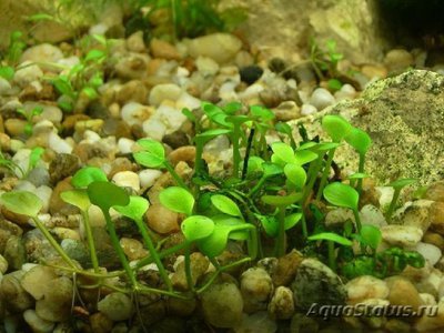 Марсилия хирсута ( Marsilea hirsuta )
