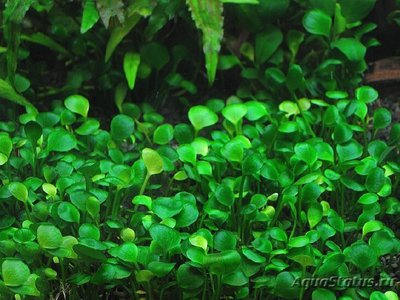 Марсилия хирсута ( Marsilea hirsuta )