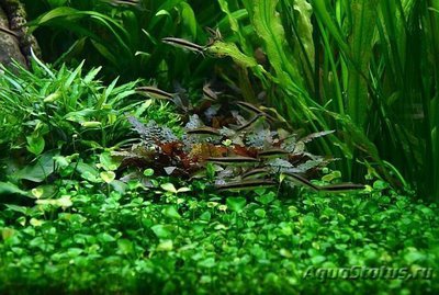 Марсилия хирсута ( Marsilea hirsuta )