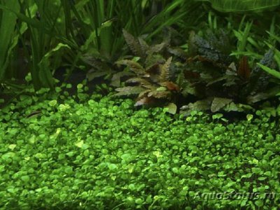 Марсилия хирсута ( Marsilea hirsuta )