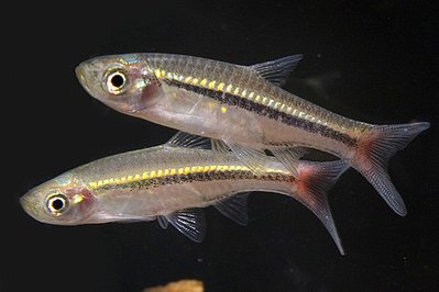 Фото Расбора краснохвостая Rasbora borapetensis  (photo#108906)