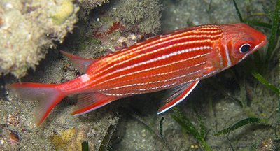 Рыба белка диадема ( Sargocentron diadema )