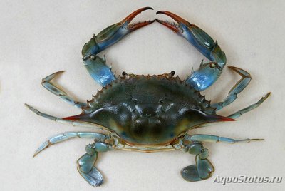 Краб голубой ( Callinectes sapidus )