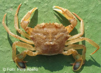 Краб песчаный ( Liocarcinus depurator ) , или Краб плавунец ( Macropipus depurator )