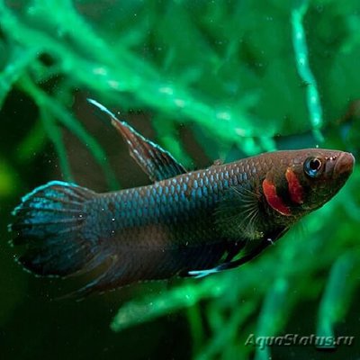 Фото Бетта фоерша Betta foerschi  (photo#108990)