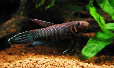 Фото Бетта фоерша Betta foerschi  (photo#108992)