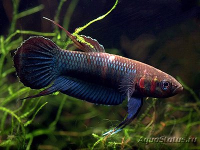 Фото Бетта фоерша Betta foerschi  (photo#108993)