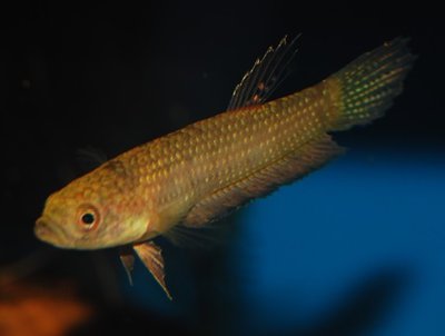 Фото Бетта Антони Betta antoni  (photo#108997)