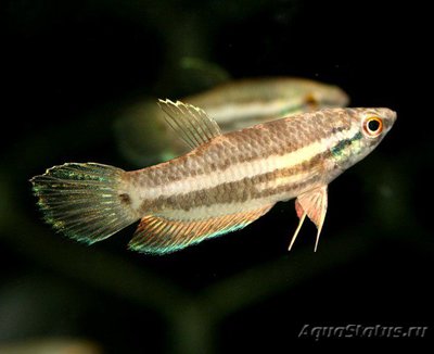 Фото Бетта полосатая Betta taeniata  (photo#109013)