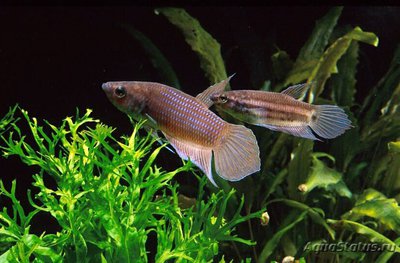 Фото Бетта пикта , или Яванский петушок Betta picta  (photo#109017)