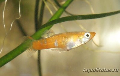Фото Микропецилия пикта Micropoecilia picta  (photo#109020)