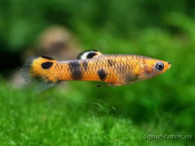 Фото Микропецилия пикта Micropoecilia picta  (photo#109021)