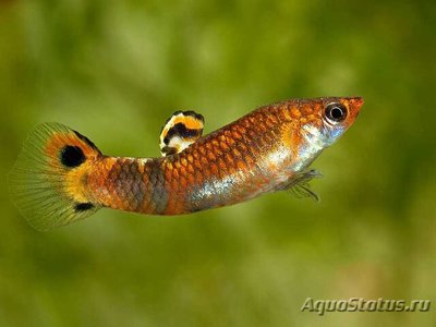 Фото Микропецилия пикта Micropoecilia picta  (photo#109022)