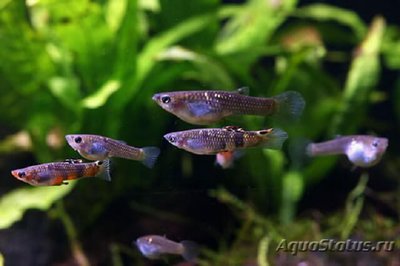 Фото Микропецилия пикта Micropoecilia picta  (photo#109023)