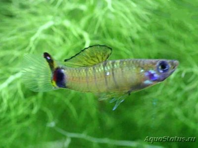 Фото Микропецилия Браннера Micropoecilia branneri  (photo#109027)