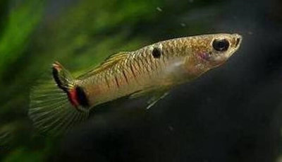 Фото Микропецилия Браннера Micropoecilia branneri  (photo#109028)