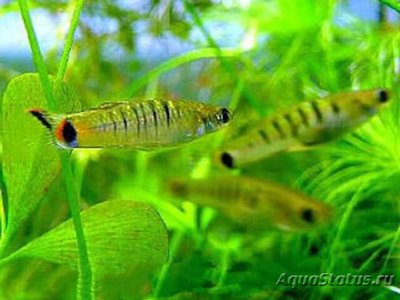 Фото Микропецилия Браннера Micropoecilia branneri  (photo#109029)