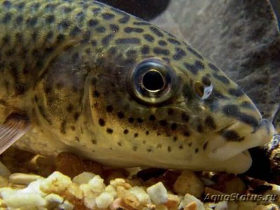 Фото Лепорин виттатис Leporellus vittatus  (photo#109055)