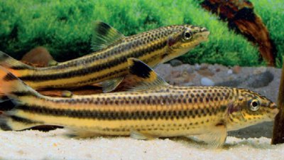Фото Лепорин виттатис Leporellus vittatus  (photo#109056)