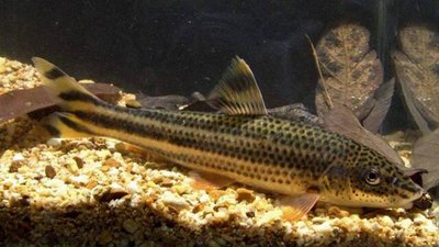 Фото Лепорин виттатис Leporellus vittatus  (photo#109057)