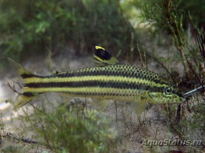 Фото Лепорин виттатис Leporellus vittatus  (photo#109058)
