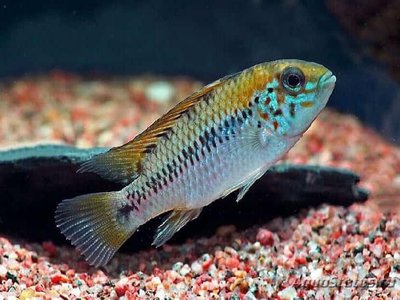 Фото Апистограмма алакрина Apistogramma alacrina  (photo#109197)