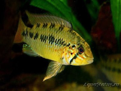 Фото Апистограмма алакрина Apistogramma alacrina  (photo#109198)
