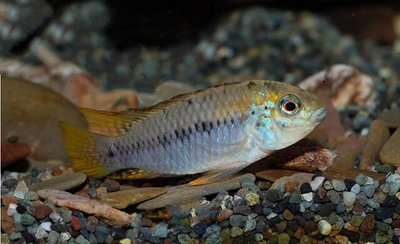 Фото Апистограмма алакрина Apistogramma alacrina  (photo#109199)
