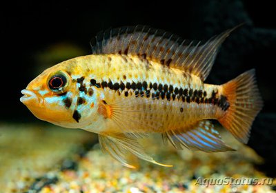Фото Апистограмма алакрина Apistogramma alacrina  (photo#109200)