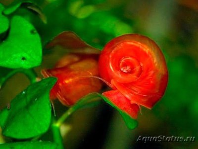 Фото Улитка катушка красная Planorbis corneus var. Rubra  (photo#109219)