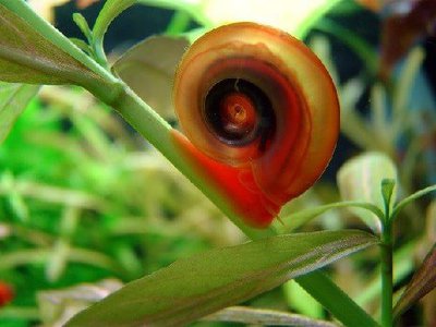 Фото Улитка катушка красная Planorbis corneus var. Rubra  (photo#109220)