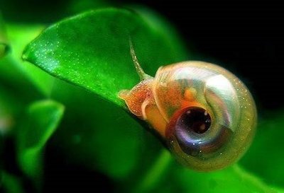 Фото Улитка катушка красная Planorbis corneus var. Rubra  (photo#109221)