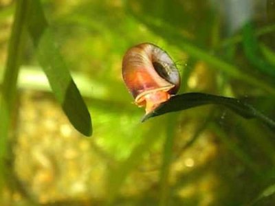 Фото Улитка катушка красная Planorbis corneus var. Rubra  (photo#109222)