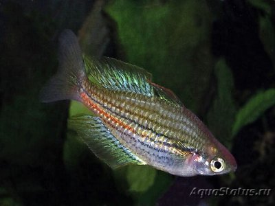 Фото Меланотения Папуа Melanotenia papuae  (photo#109308)
