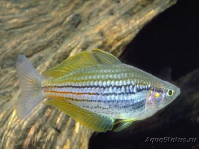 Фото Меланотения Папуа Melanotenia papuae  (photo#109309)