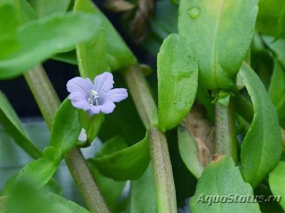 Фото Бакопа городчатая Ваcopa crenata  (photo#109383)