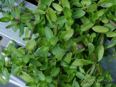 Фото Бакопа городчатая Ваcopa crenata  (photo#109384)